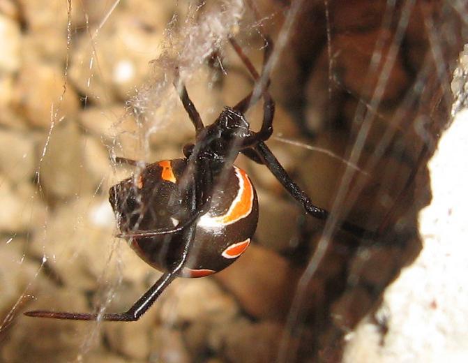 La vedova nera - Latrodectus tredecimguttatus